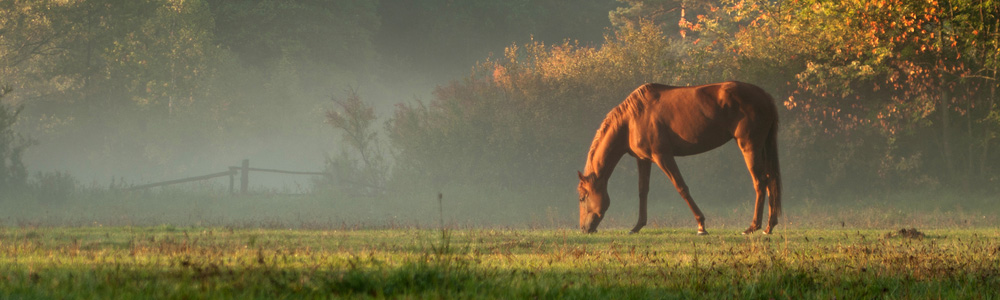 Green Horsekeeping Guide