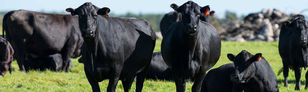 Black Angus cattle