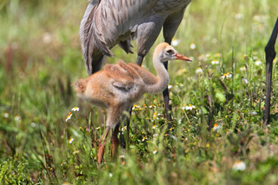 A baby sandhill crane with parents