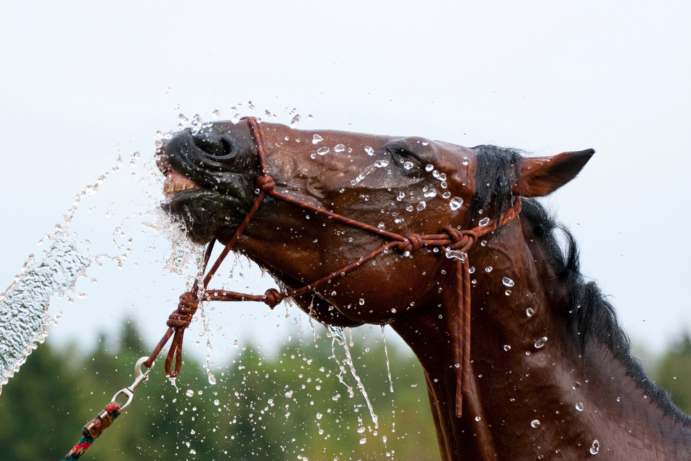 Depositphotos_1529702_S