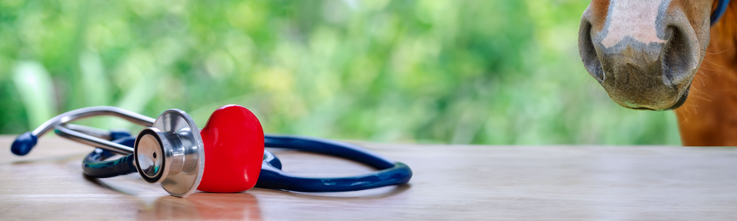 Depositphotos_400122814_S_header A stethoscope on a table and the nose of a horse in the background.