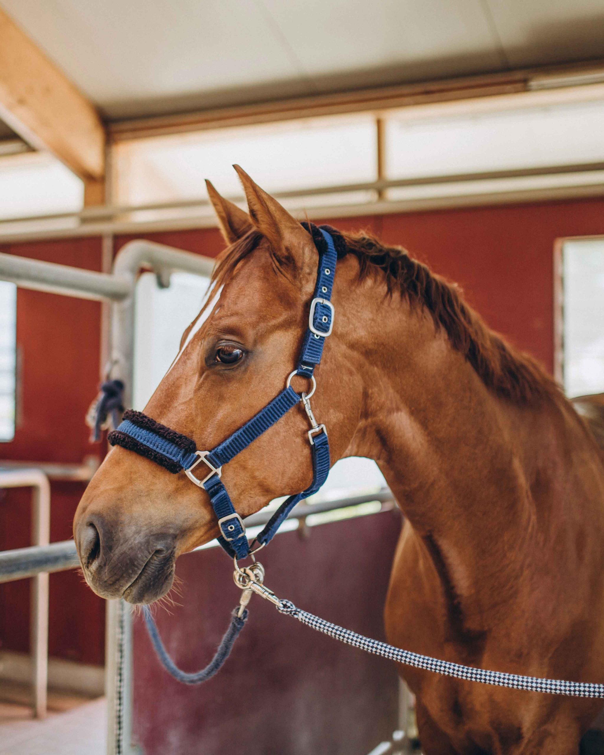Depositphotos_191816156_XL_horse A horse in a barn