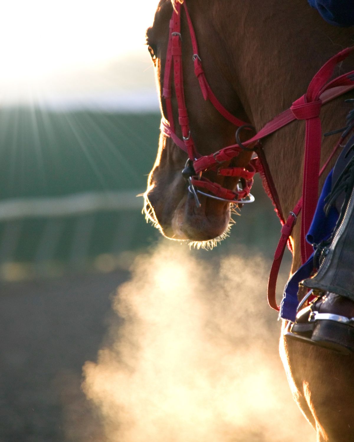 racehorse (1) A racehorse training on a track