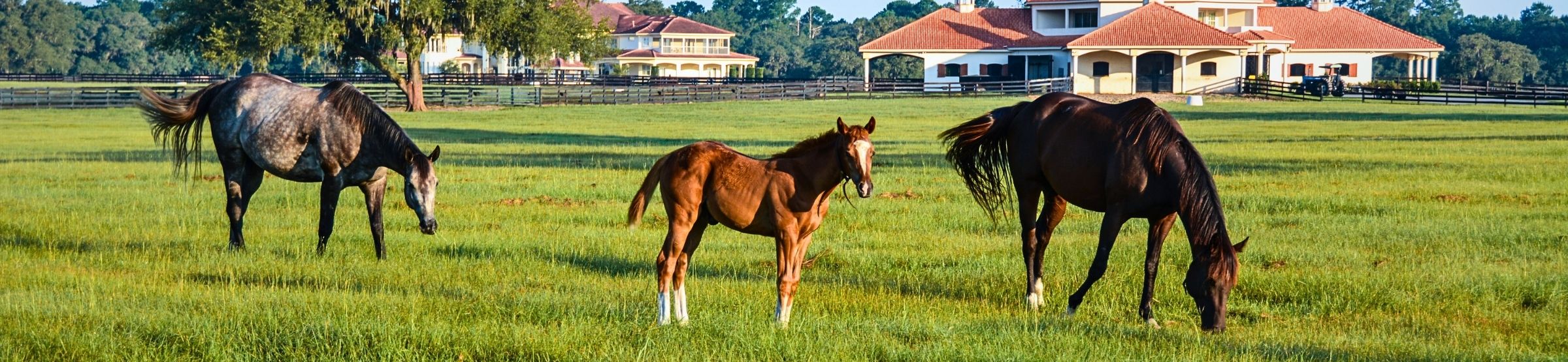 Hi I'm Lori, your Ocala Real Estate Expert!