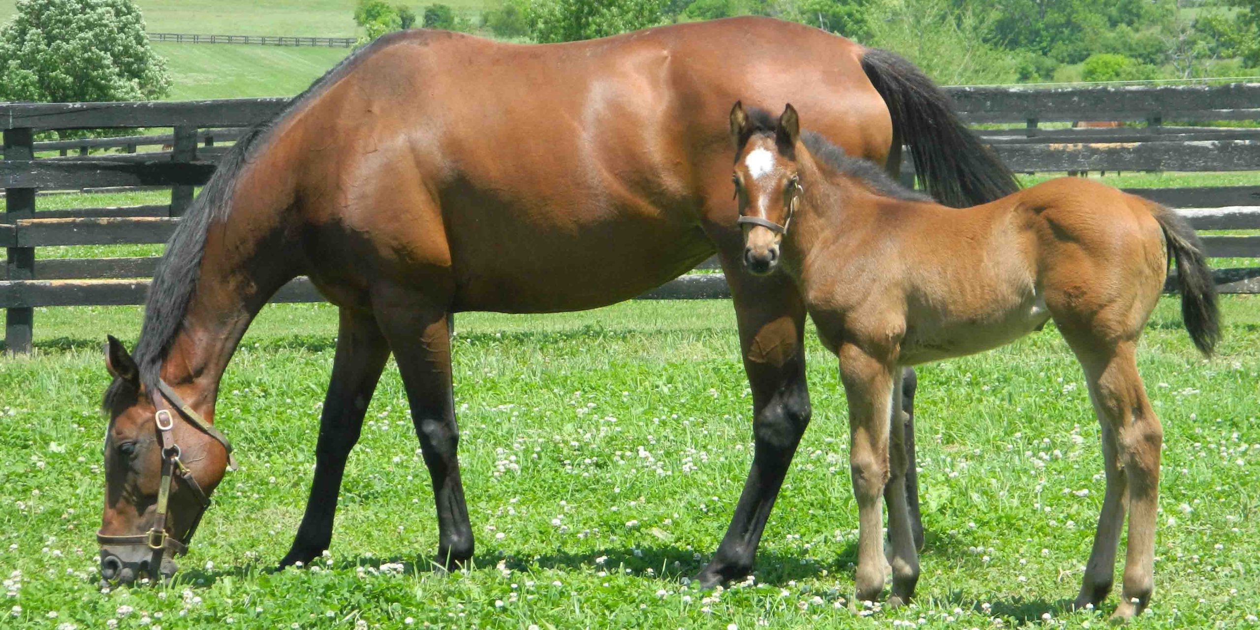 A mare and a foal grazing together