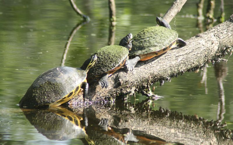 cooters a horse jumping