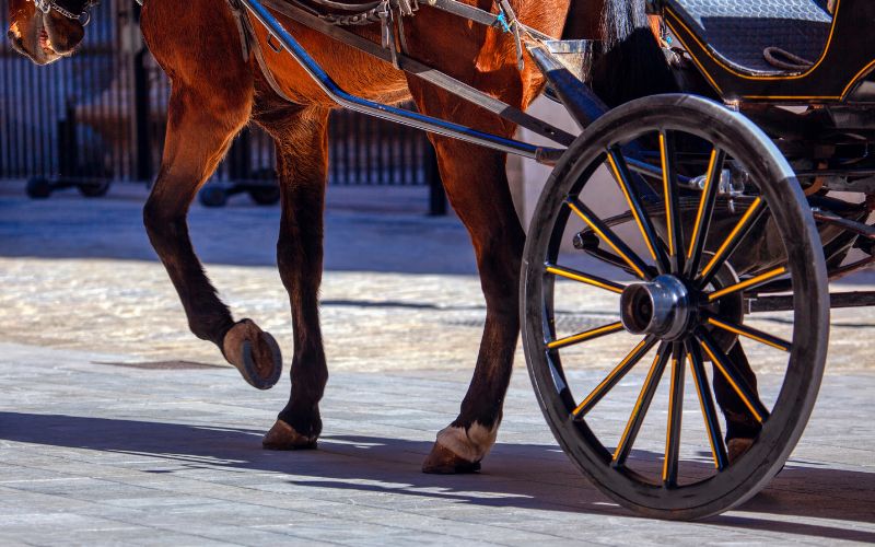 horse_carriage a horse jumping