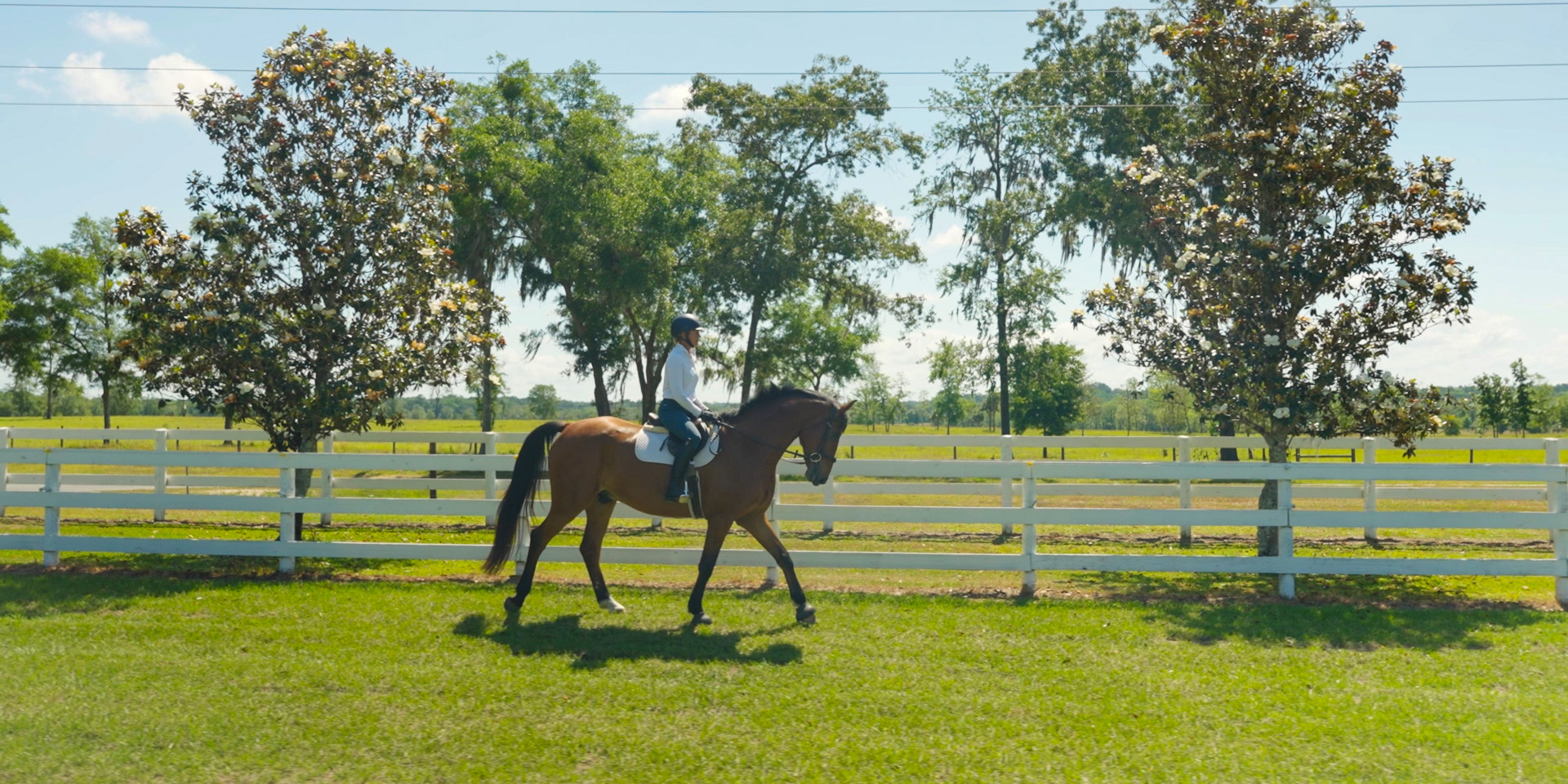 liz_Gray_horse