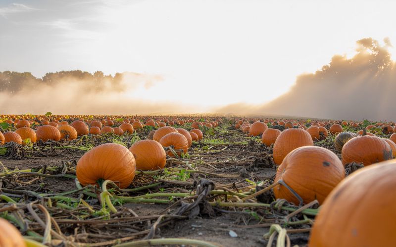 pumpkin1 a pumpkin patch at dawn